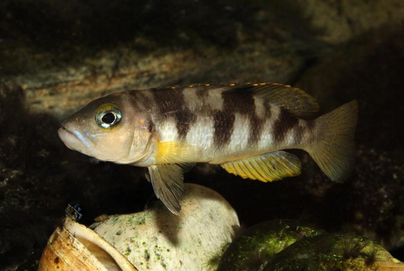 Lepidiolamprologus boulengeri